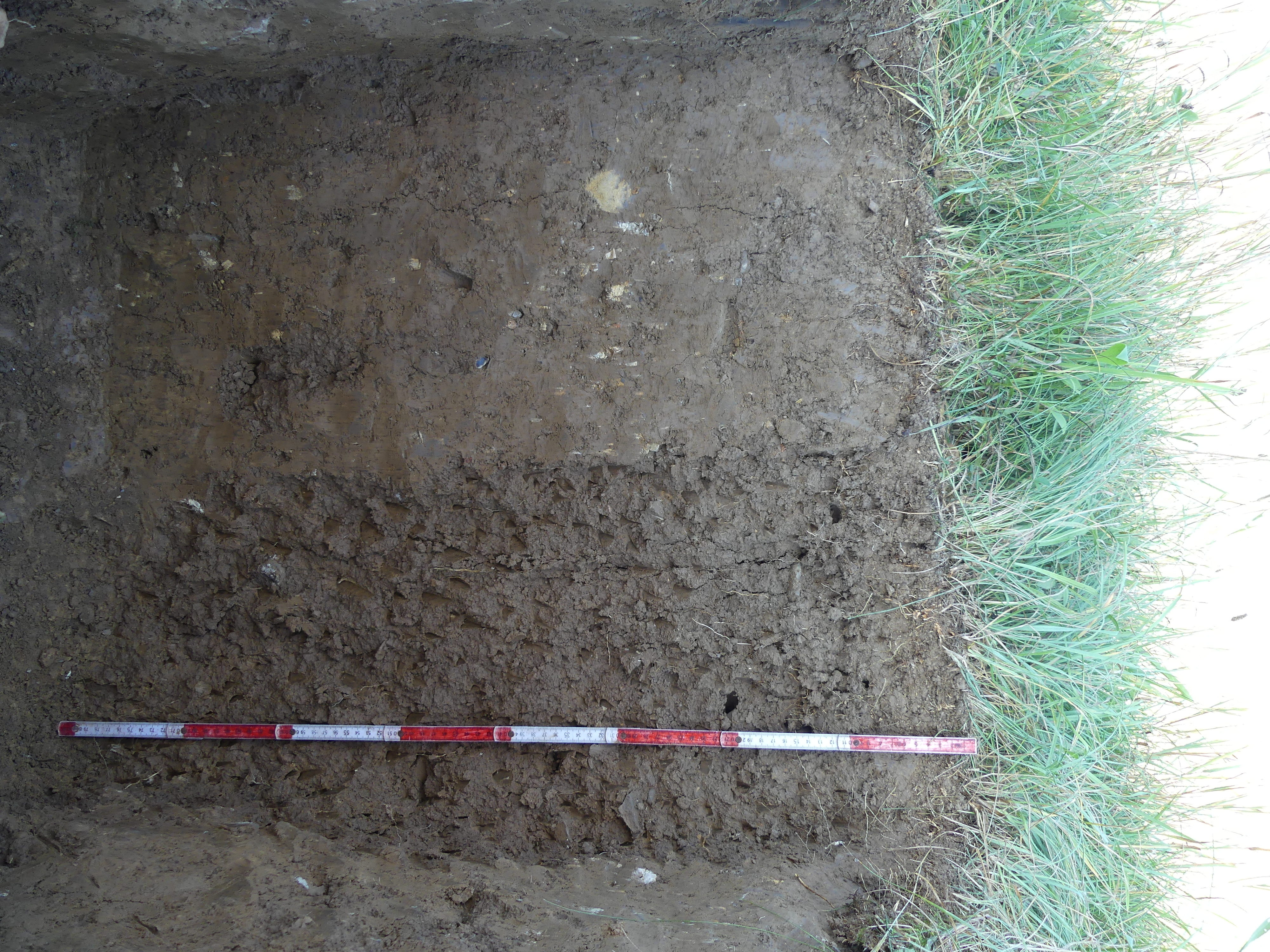 Braunerde Gunther Aust