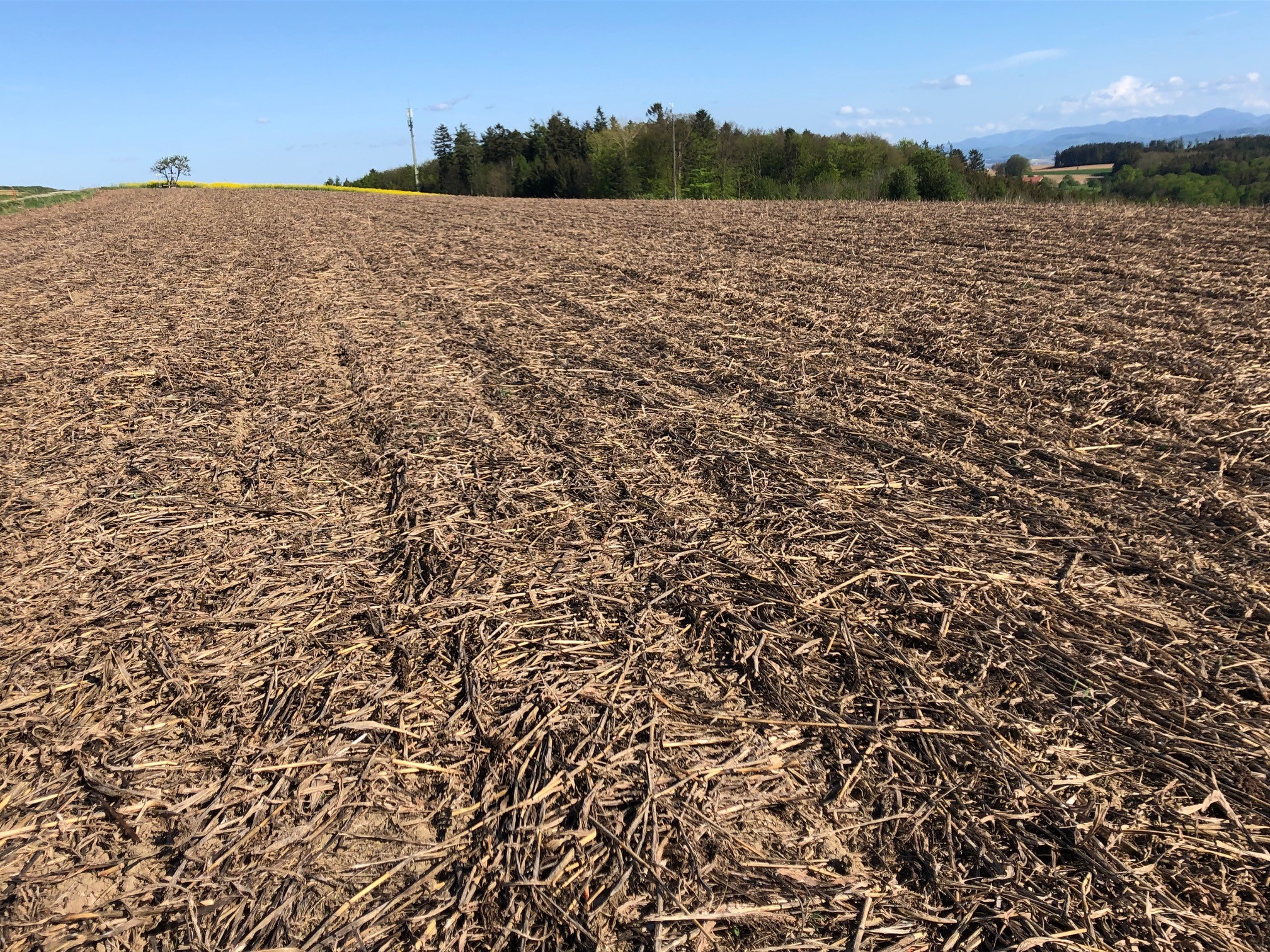 Maisruckstande LK NO