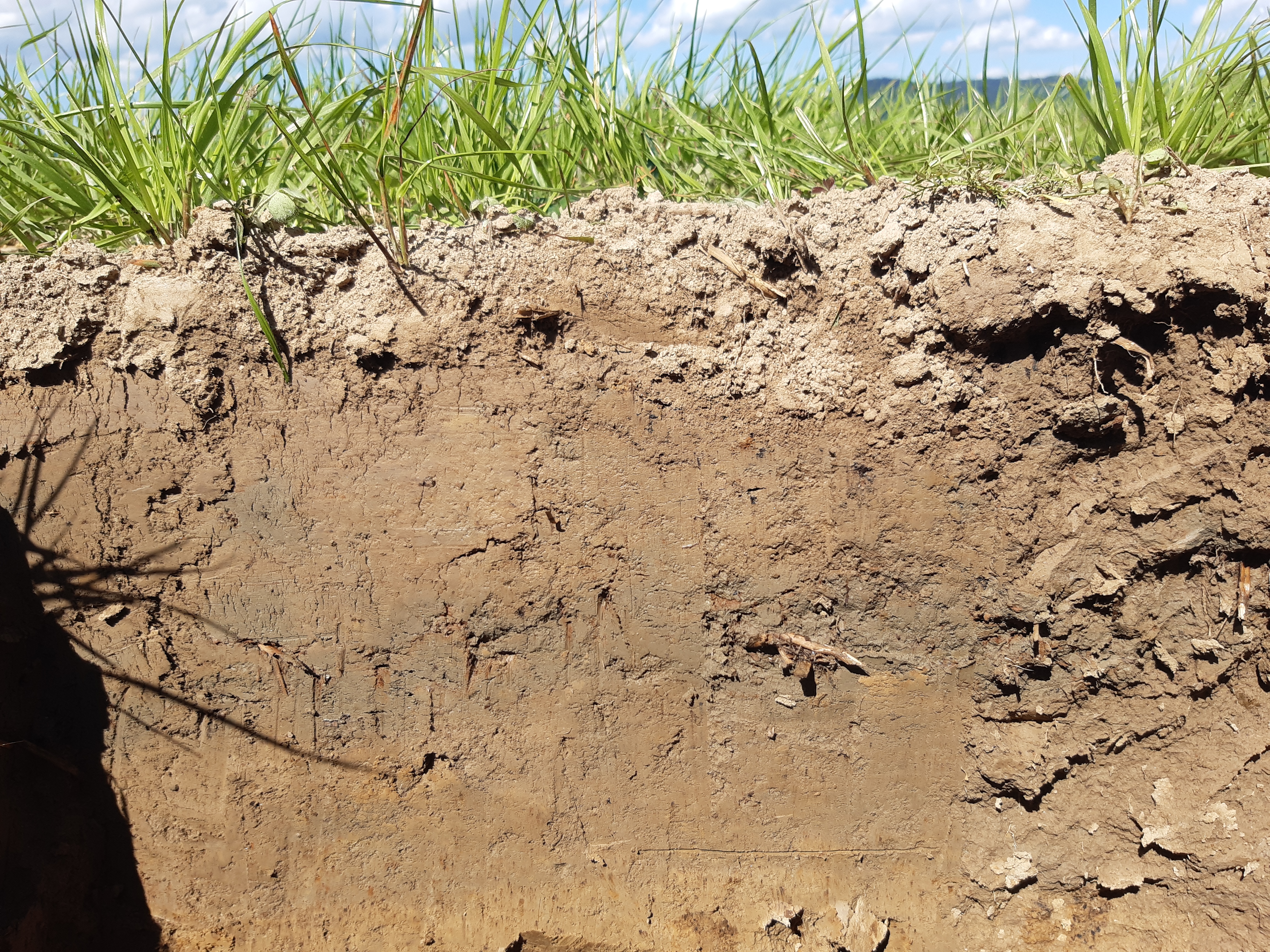 Oberbodenverdichtung Pseudogley Gunther Aust
