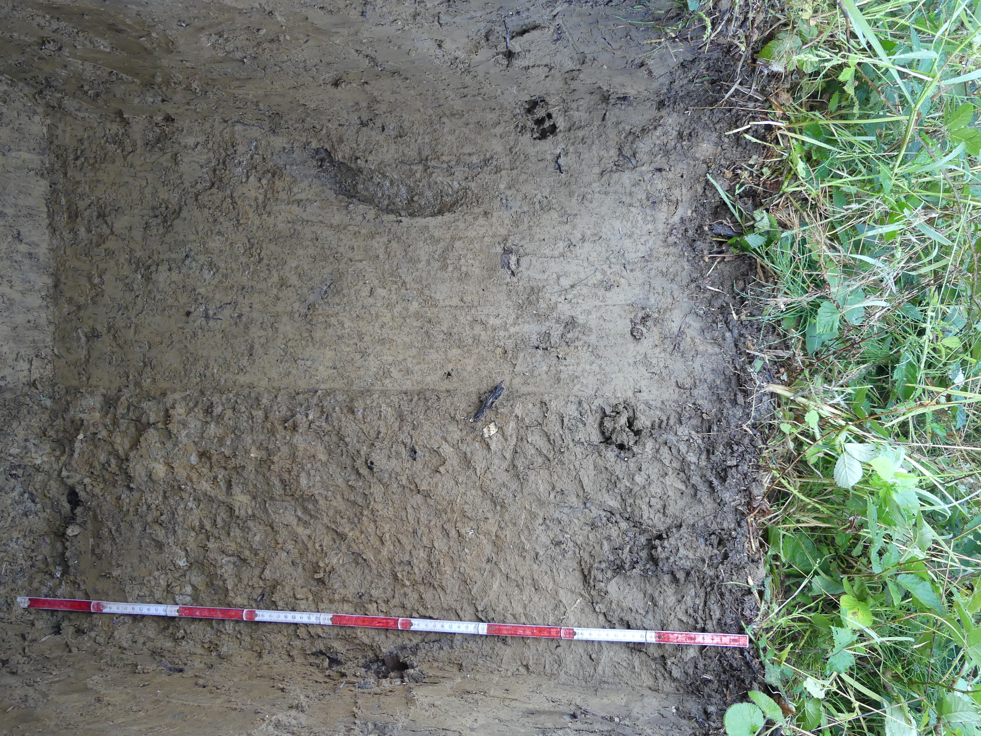 Pseudogley Gunther Aust