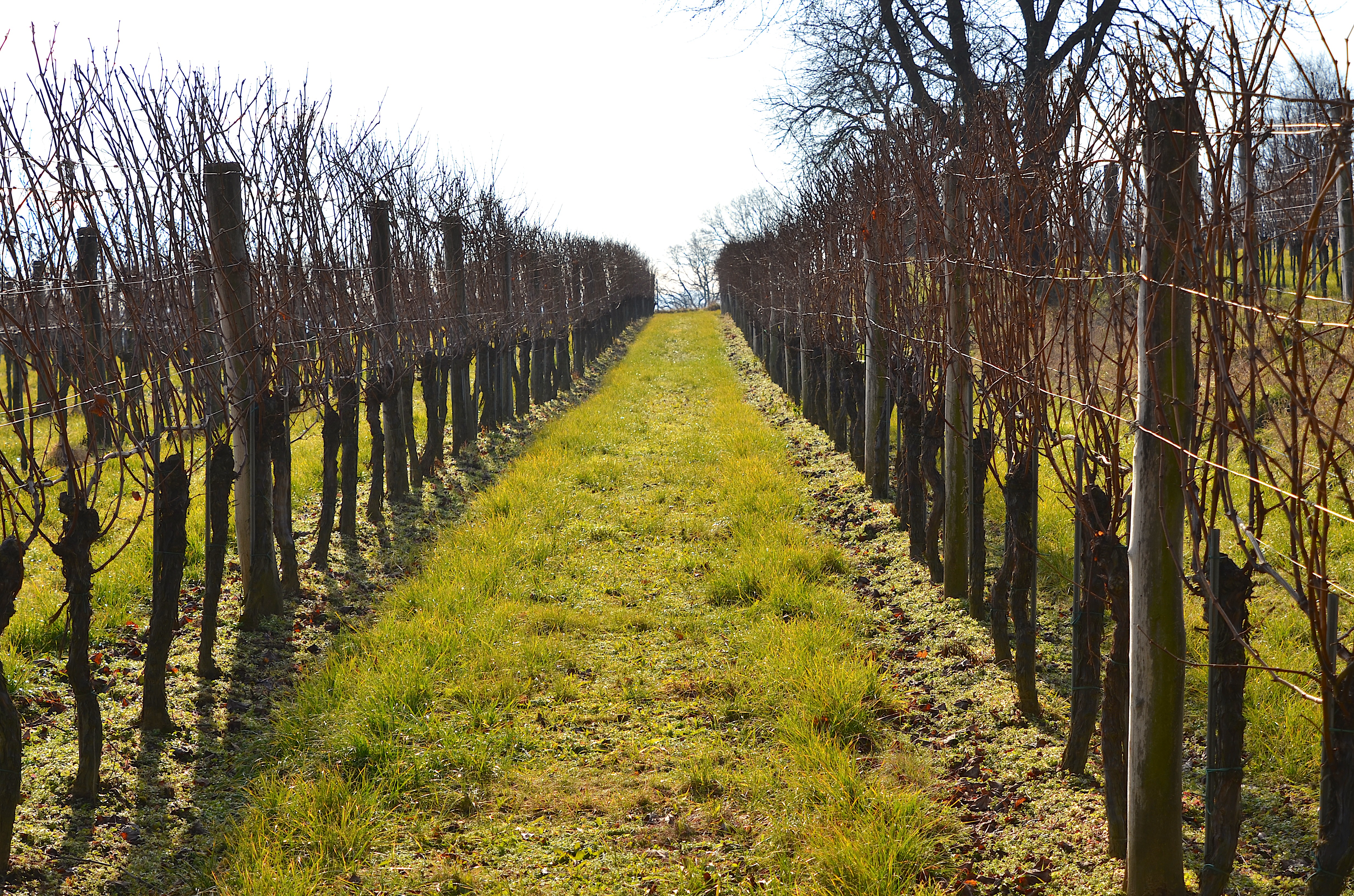 Weingarten in Unterradlberg Walter Pernikl