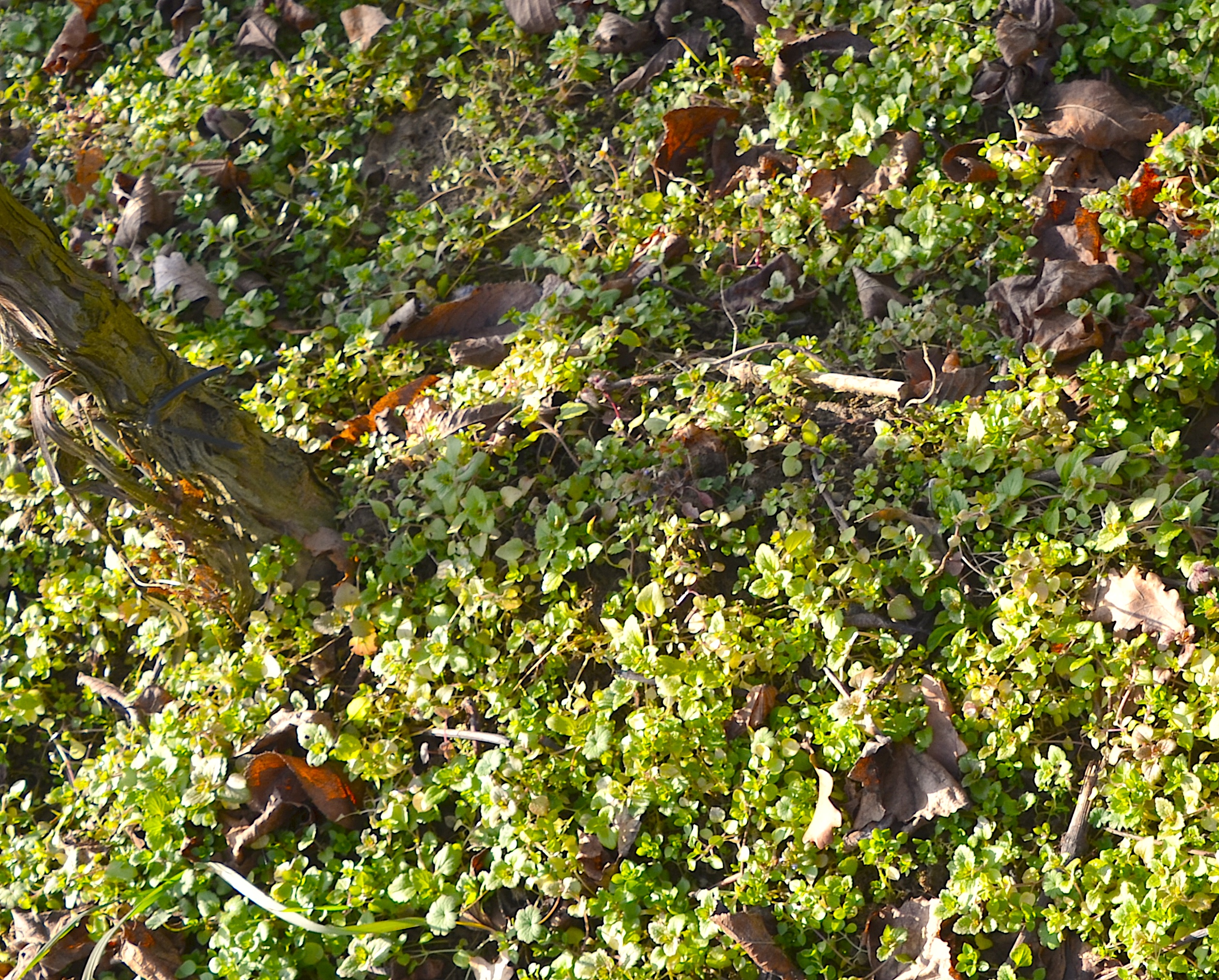 Weingartenboden in Unterradlberg Walter Pernikl