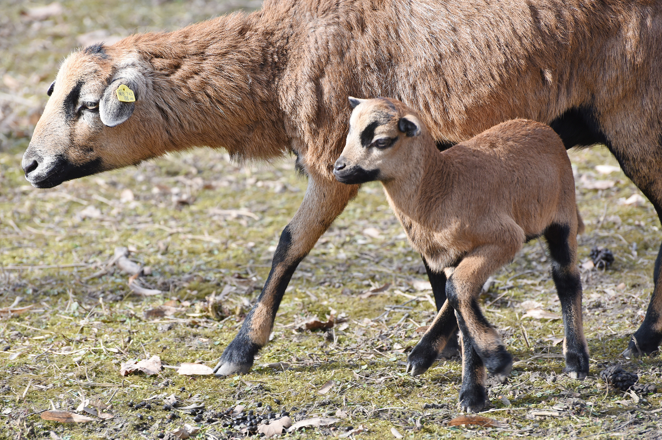 Jungtier Hammerpark 1