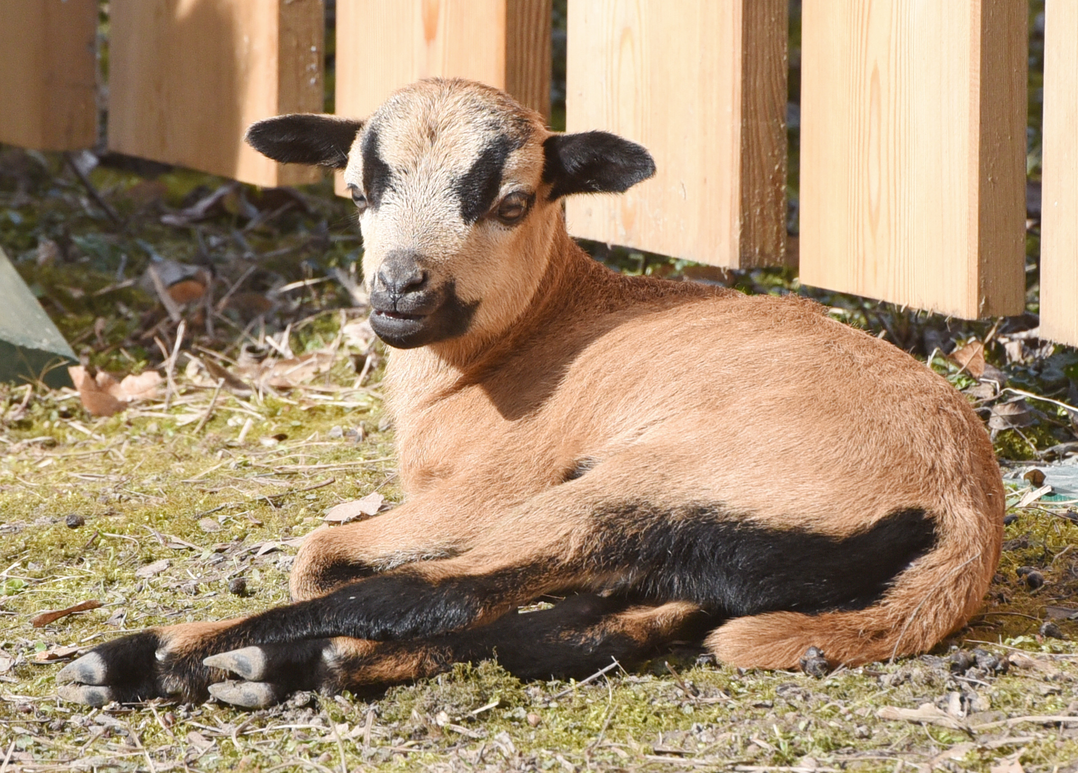 Jungtier Hammerpark 6