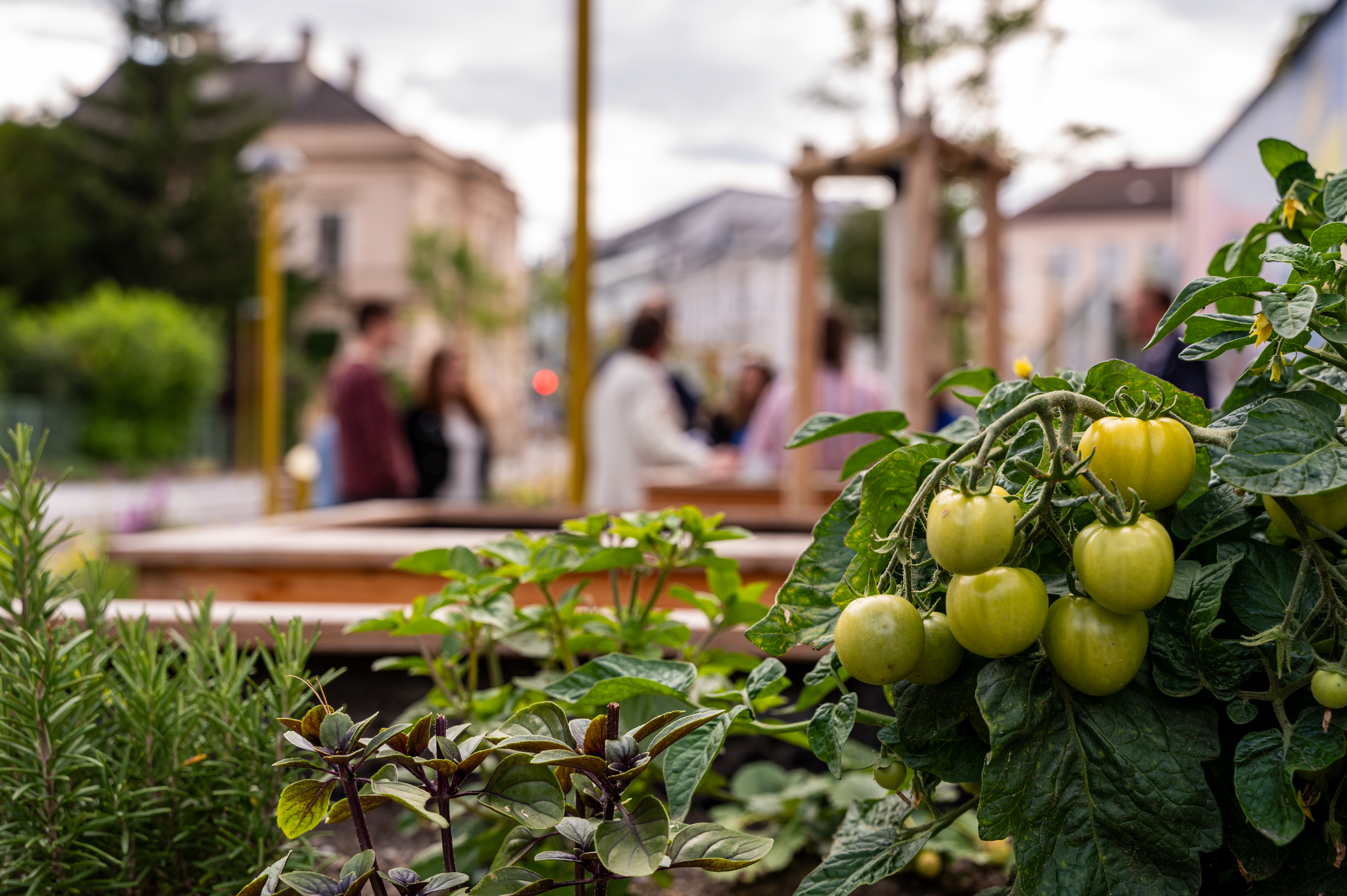 Vergabe Hochbeete Promeadenring 5